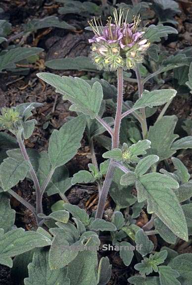 phacelia hydrophylloides 1 graphic